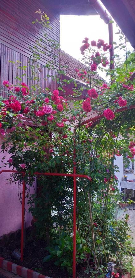Casa Boierului Imbri Villa Cartisoara Ngoại thất bức ảnh